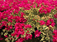 Bougainvillea Raspberry Ice (Bougainvillea glabra)
