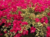 Bougainvillea Red Dragon™ Plum Crazy (Bougainvillea Red) - Ladybird Nursery