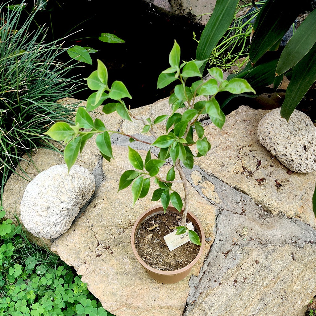 Bougainvillea Magnifica traillii (Bougainvillea glabra)