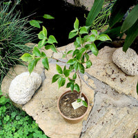 Bougainvillea Magnifica traillii (Bougainvillea glabra)