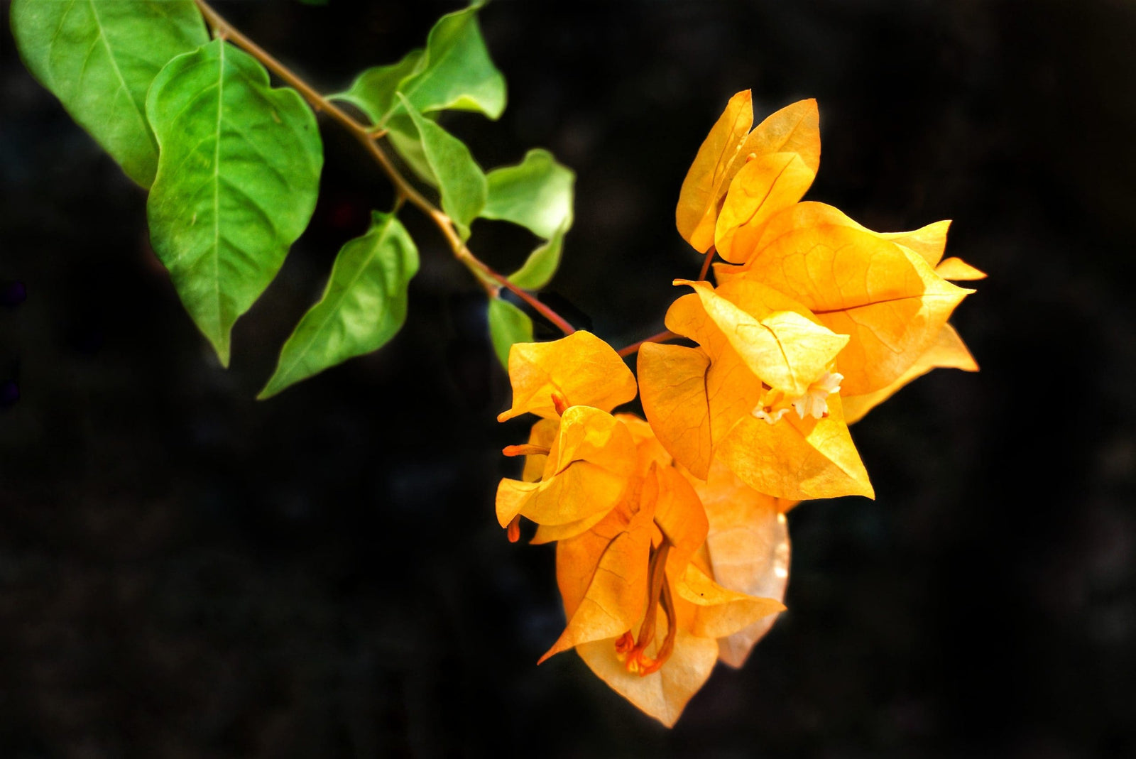 Bougainvillea Carsons Gold (Bougainvillea glabra) - Ladybird Nursery