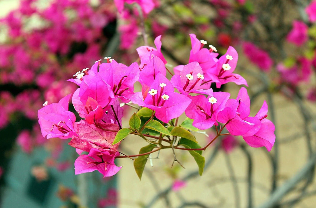 Bilas Bougainvillea (Bougainvillea Bambino™) - Ladybird Nursery