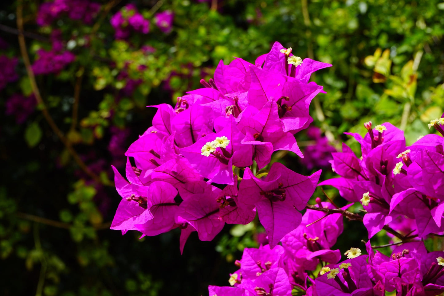 Bougainvillea Blueberry Ice (Bougainvillea glabra)