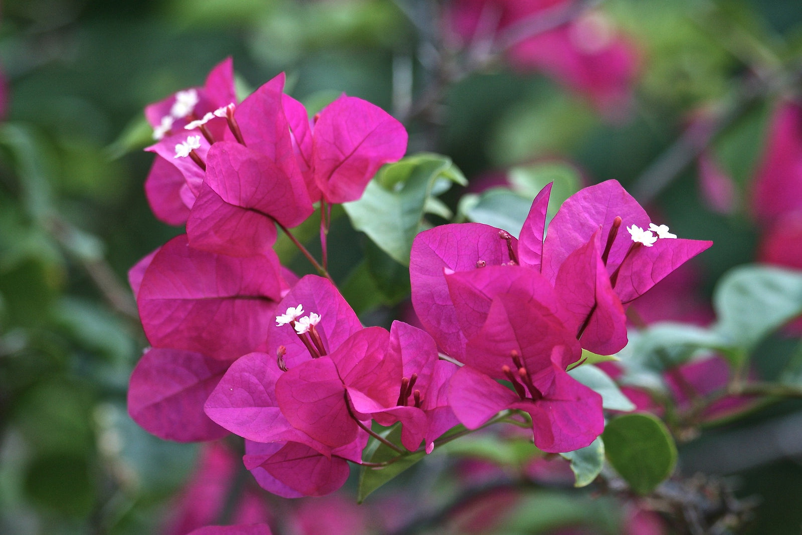 Bilas Bougainvillea (Bougainvillea Bambino™) - Ladybird Nursery