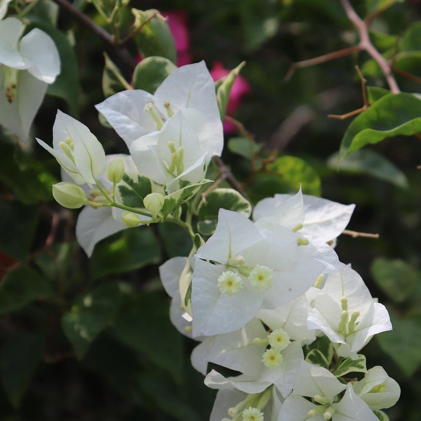 Bougainvillea ‘Panda' (Bougainvillea Bambino™) - Ladybird Nursery