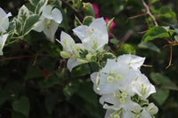 Bougainvillea ‘Panda' (Bougainvillea Bambino™) - Ladybird Nursery