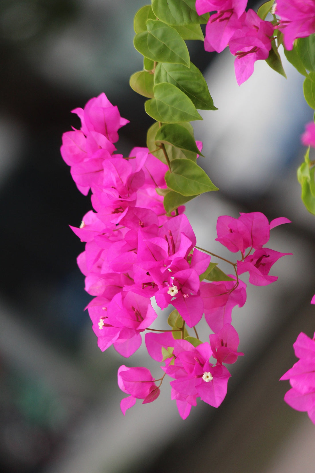Bilas Bougainvillea (Bougainvillea Bambino™) - Ladybird Nursery
