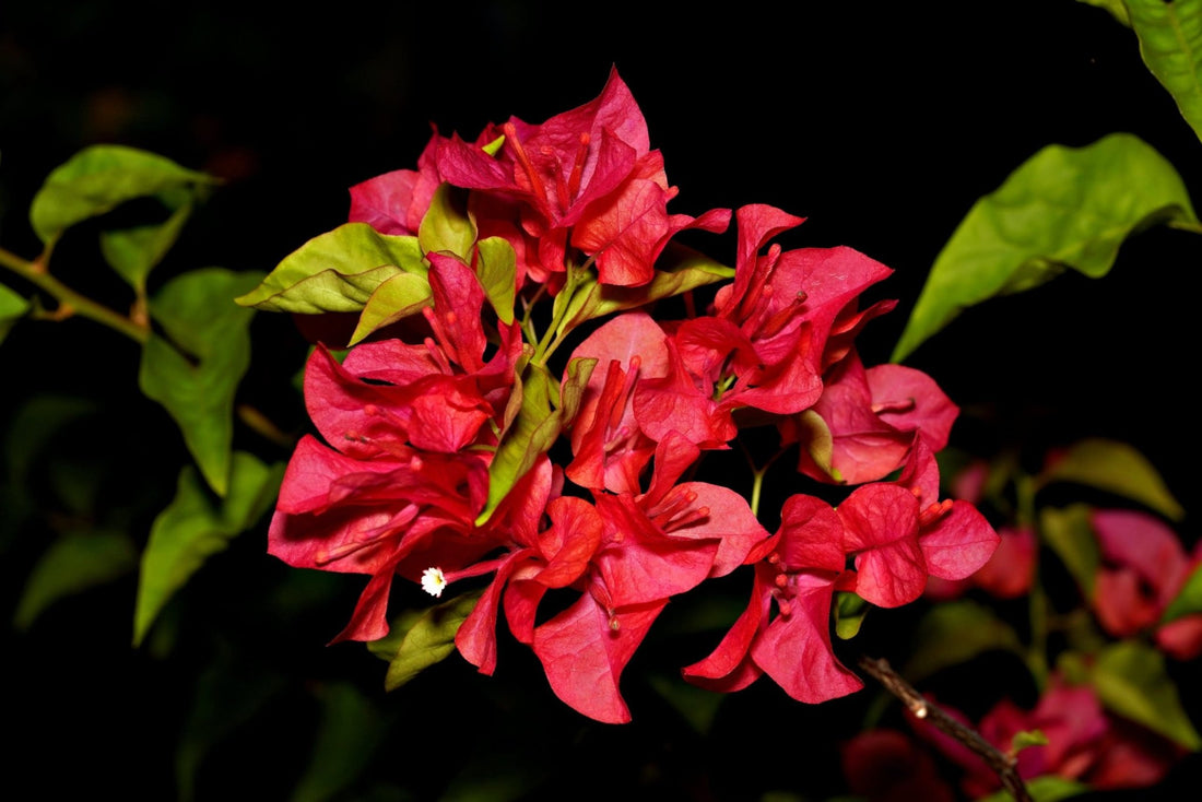 Bougainvillea Barbara Karst (Bougainvillea glabra) - Ladybird Nursery
