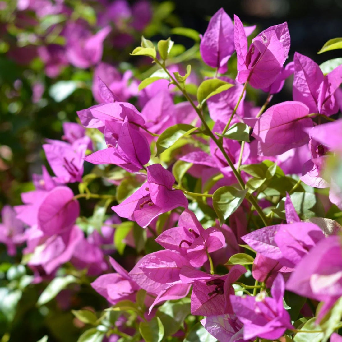 Zulu Bougainvillea (Bougainvillea Bambino™) - Ladybird Nursery