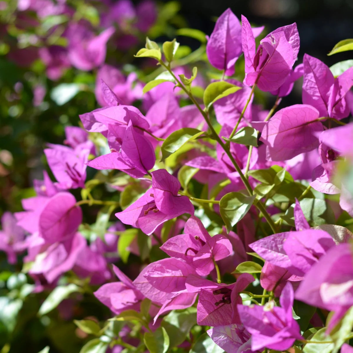 Zulu Bougainvillea (Bougainvillea Bambino™)