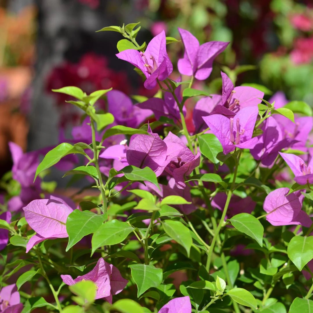 Zulu Bougainvillea (Bougainvillea Bambino™) - Ladybird Nursery