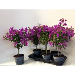 Bougainvillea Treasure (Bougainvillea glabra)