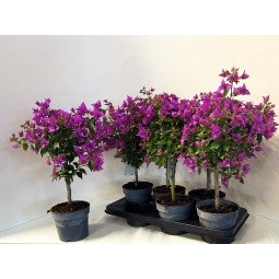 Bougainvillea Treasure (Bougainvillea glabra) - Ladybird Nursery