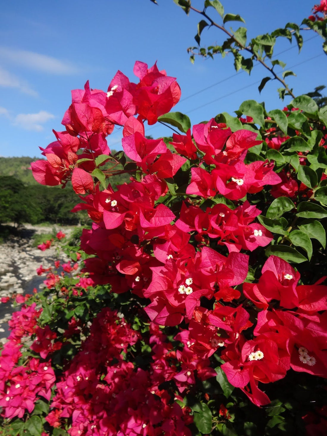 Bougainvillea Barbara Karst (Bougainvillea glabra) - Ladybird Nursery