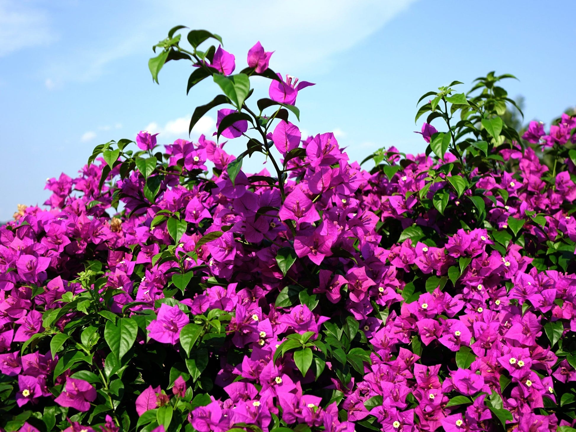 Bougainvillea Blueberry Ice (Bougainvillea glabra)
