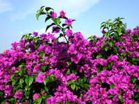 Bougainvillea Blueberry Ice (Bougainvillea glabra) - Ladybird Nursery