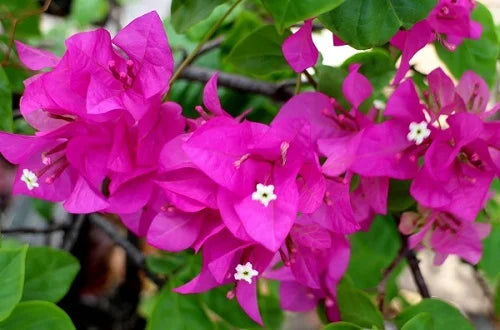 Bougainvillea Lolita (Bougainvillea glabra)