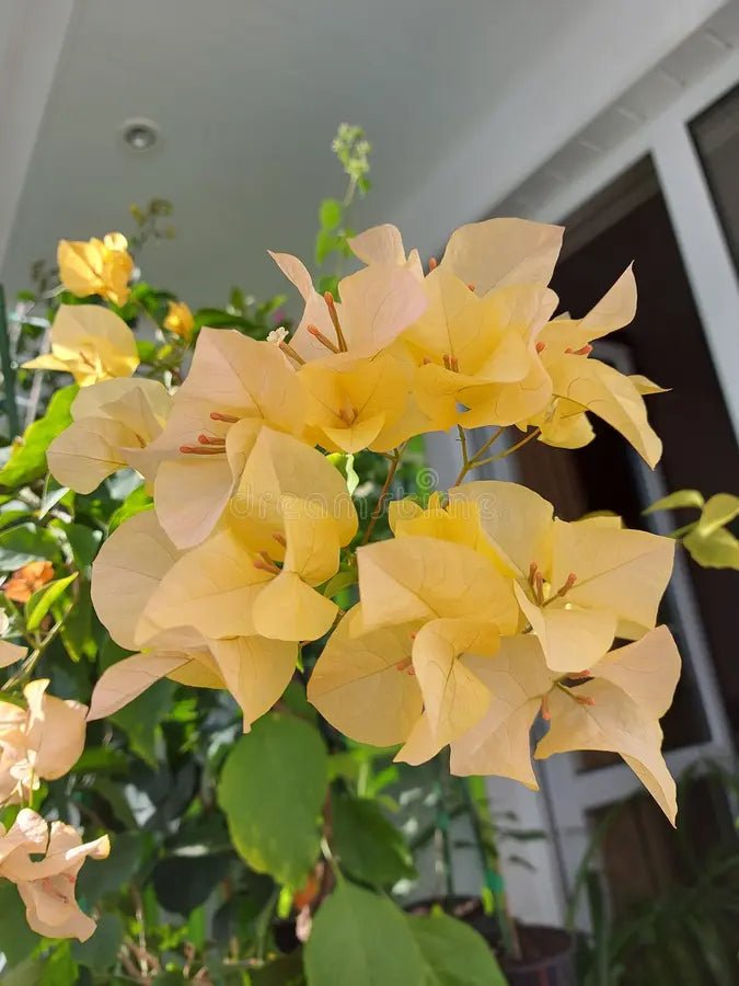 Bougainvillea Golden Tango (Bougainvillea glabra) - Ladybird Nursery