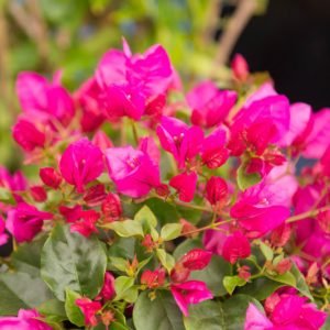 Bougainvillea Crimson Jewel (Bougainvillea glabra) - Ladybird Nursery