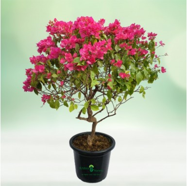 Bougainvillea Temple Fire (Bougainvillea glabra)