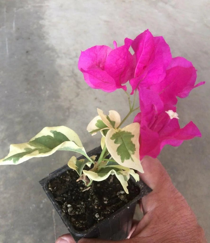 Bougainvillea Raspberry Ice (Bougainvillea glabra) - Ladybird Nursery
