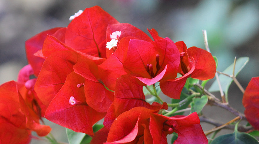 Bougainvillea Delta Dawn (Bougainvillea glabra)