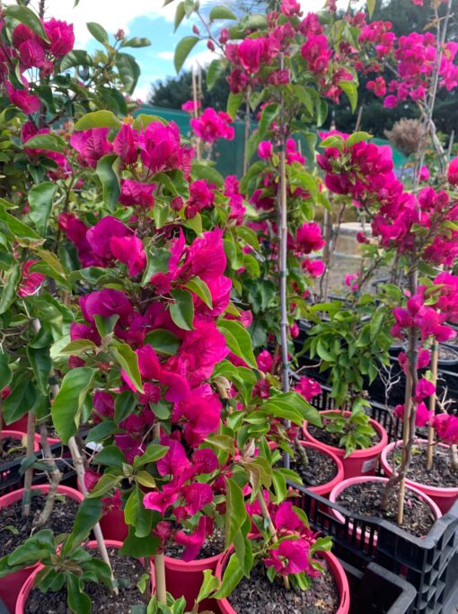 Bougainvillea Vera Blakeman (Bougainvillea glabra) - Ladybird Nursery