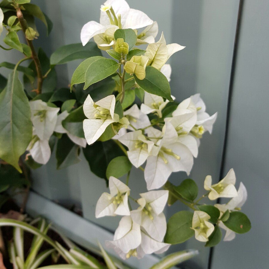 Bougainvillea White Cascade (Bougainvillea glabra) - Ladybird Nursery