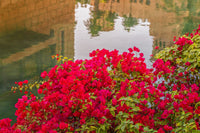 Bougainvillea Flame (Bougainvillea glabra)