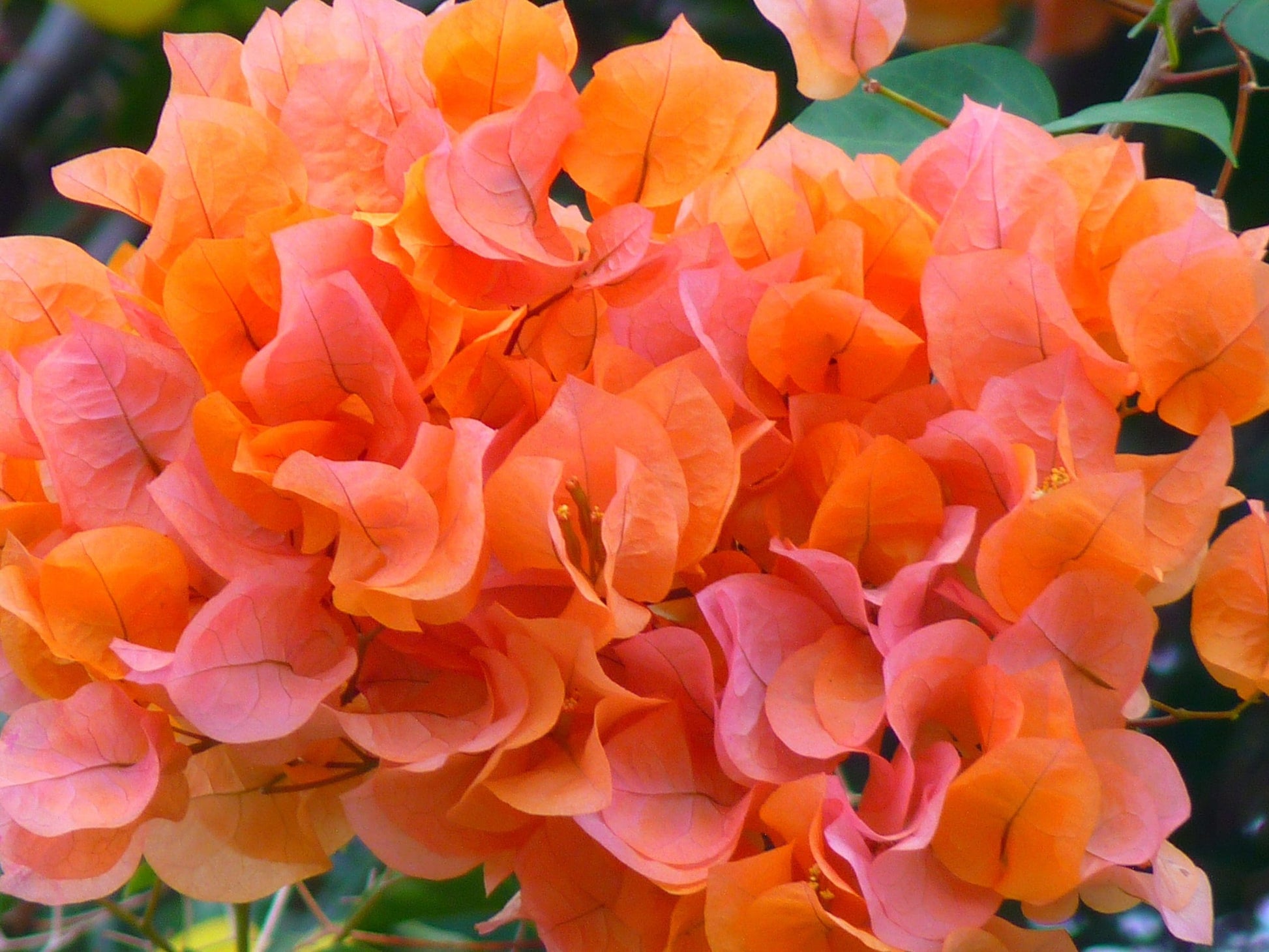 Bougainvillea Bengal Orange (Bougainvillea glabra)