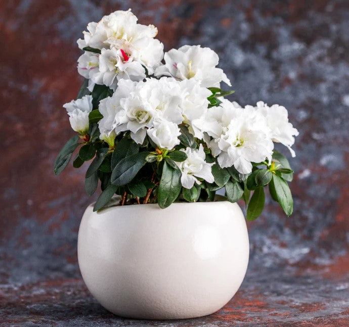 Azalea indica White Bouquet