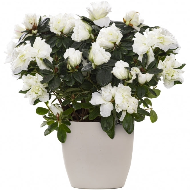 Azalea indica White Bouquet