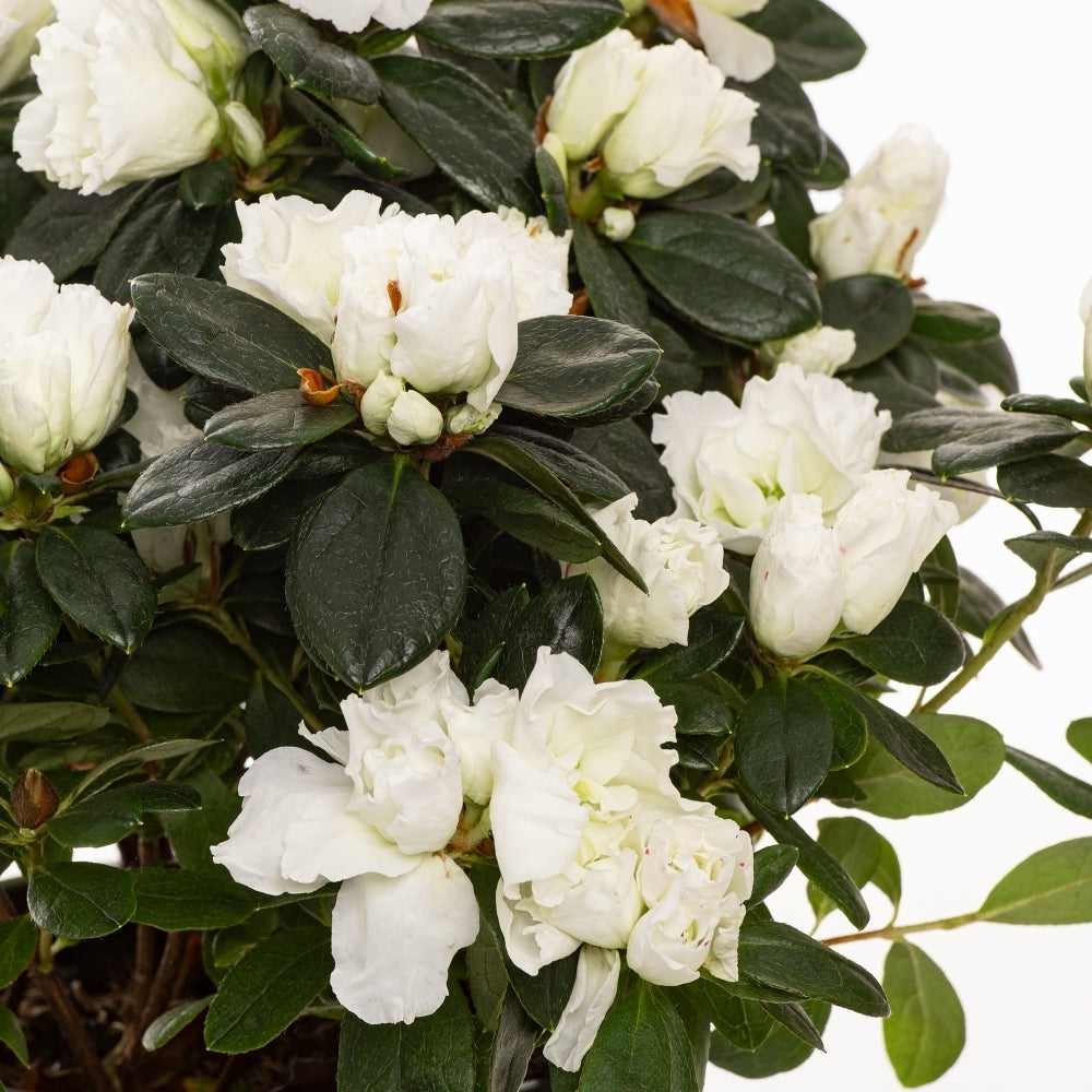 Azalea indica White Bouquet