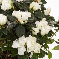 Azalea indica White Bouquet - Ladybird Nursery