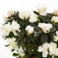 Azalea indica White Bouquet