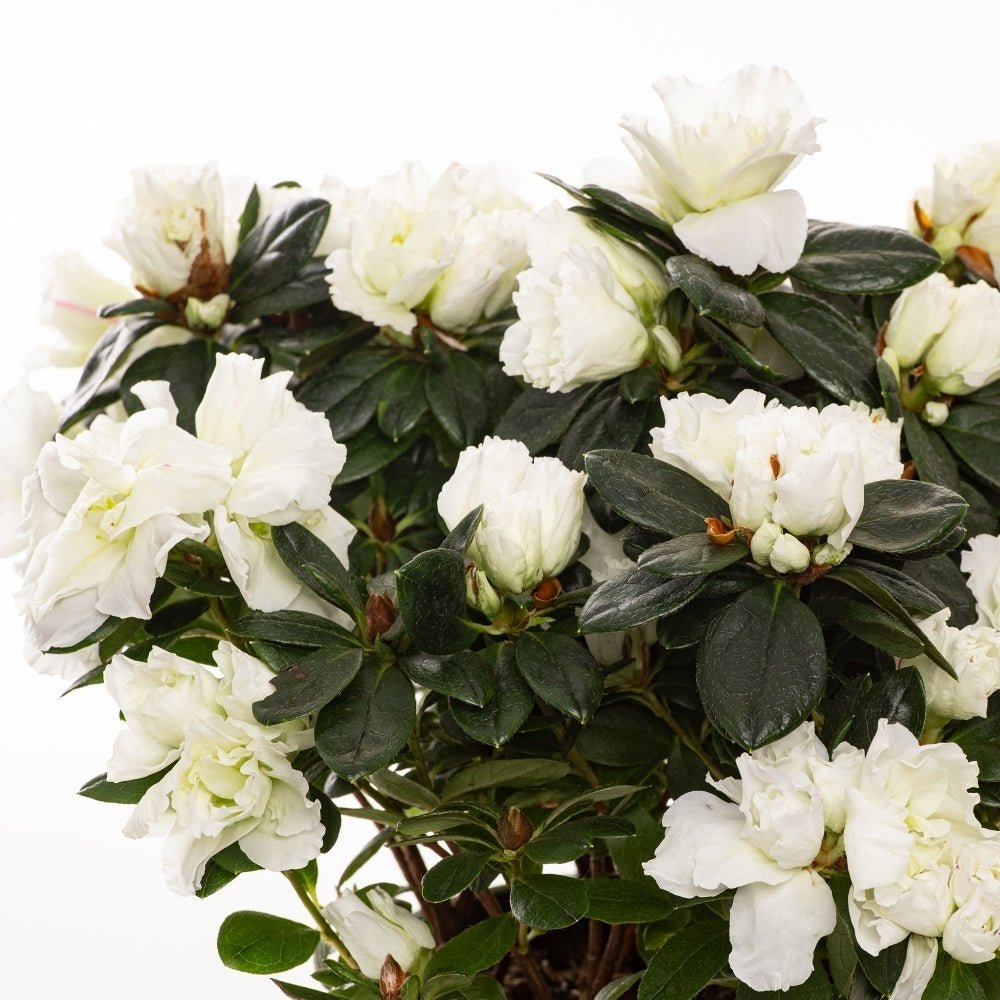 Azalea indica White Bouquet - Ladybird Nursery