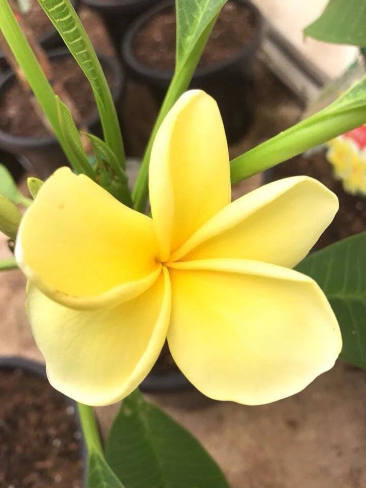 Frangipani Bowen Yellow (Plumeria rubra) - Ladybird Nursery