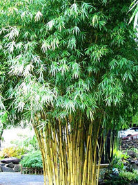 Hedge Bamboo Cream stripe (Bambusa multiplex)