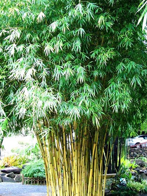 Hedge Bamboo Cream stripe (Bambusa multiplex)