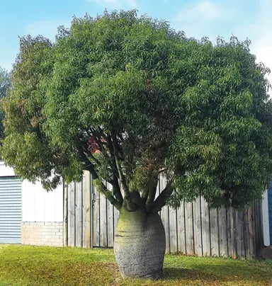 Queensland Bottle Tree (Brachychiton rupestris) 140mm Pot