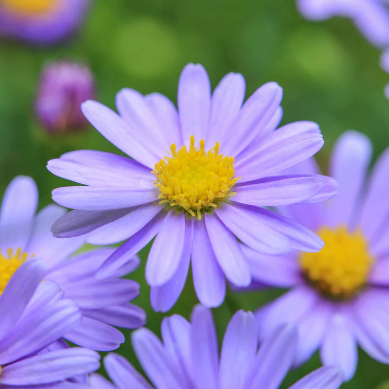 Swan River Daisy 'Fresco Purple' (Brachyscome)
