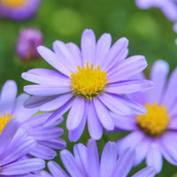 Swan River Daisy 'Fresco Purple' (Brachyscome)