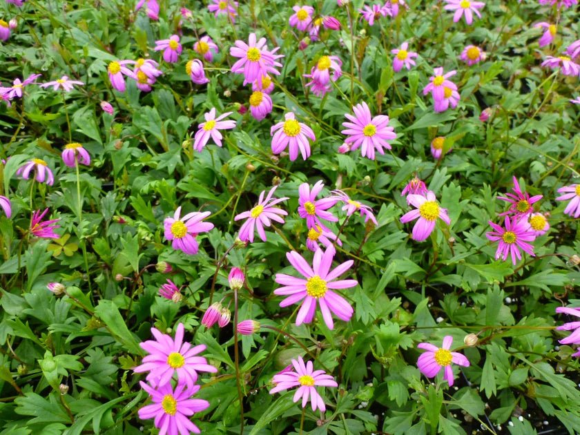 Swan River Daisy Hot Candy (Brachyscome angustifolia) - Ladybird Nursery