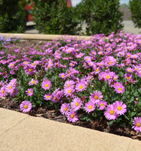 Swan River Daisy 'Pacific Reef' (Brachyscome)