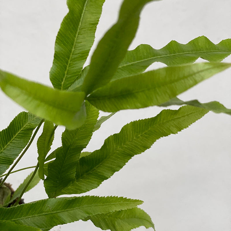 Jungle Brake Fern (Pteris umbrosa)