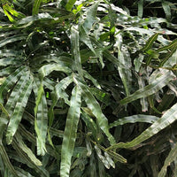 Jungle Brake Fern (Pteris umbrosa)