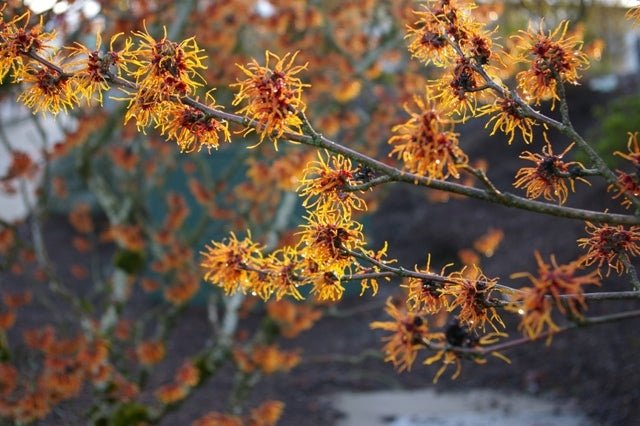Witch Hazel ‘Jelena’ (Hamamelis) - Ladybird Nursery