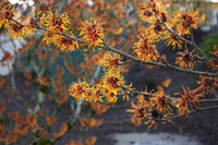Witch Hazel ‘Jelena’ (Hamamelis)