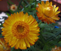 Paper Daisy Assorted (Bracteantha spp.)