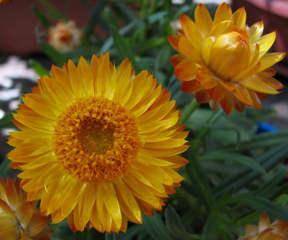 Paper Daisy (Bracteantha Sunbrella)